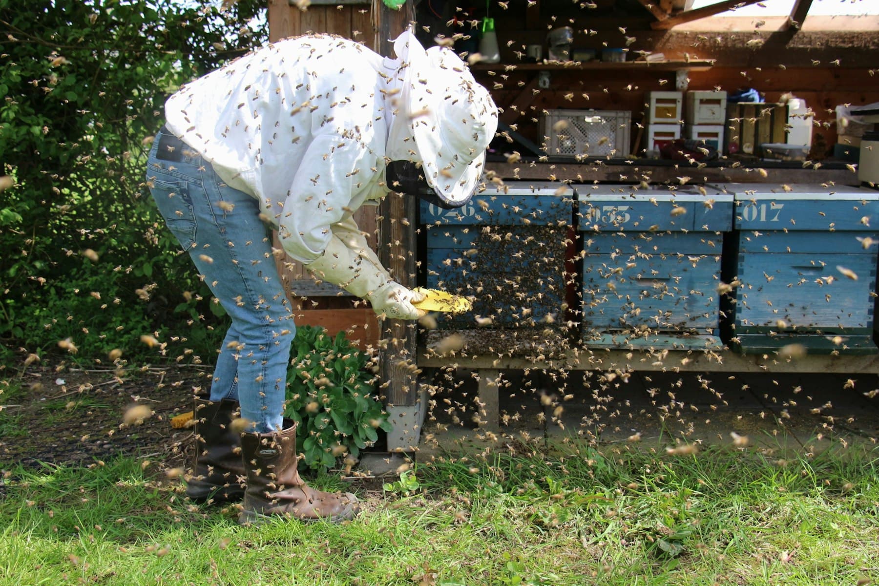 Nomadic hives, Southern Olympus